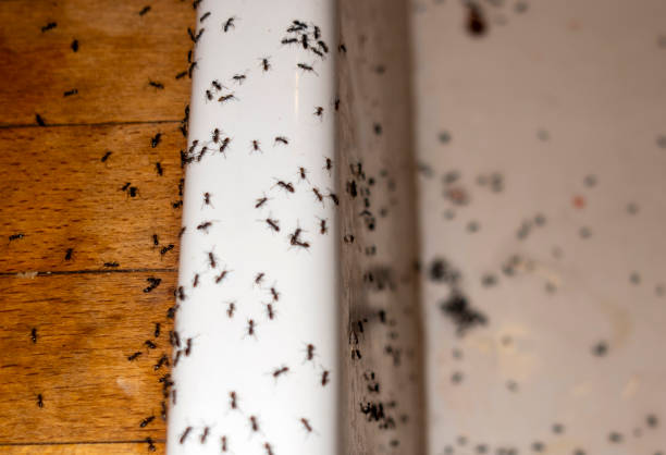 Best Insect Control  in Ham Lake, MN